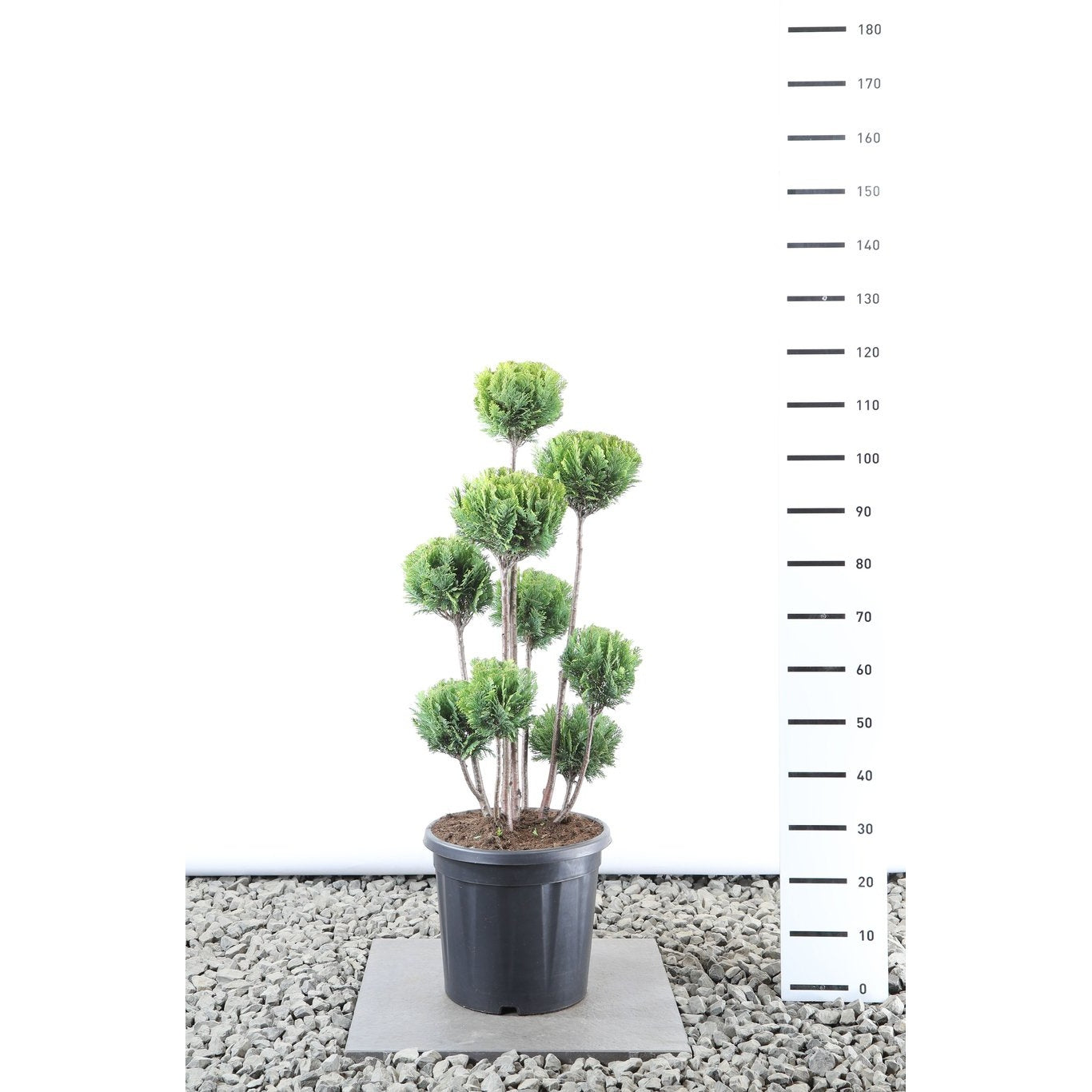 Ädelcypress – Chamaecyparis lawsoniana 'Ellw. Gold' - 80-100 CM PonPon EXTRA in Cont.